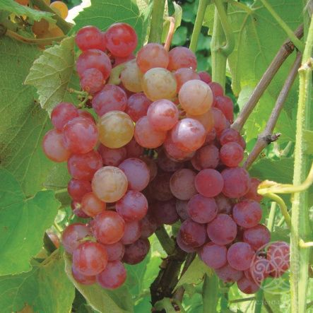 Виноград Somerset Seedless