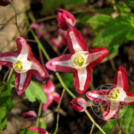 Горянка красная (rubrum)