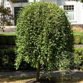 Ива Килманрок козья