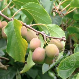 Актинидия Иссаи самоопыляемый