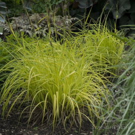 Осока Ауреа пальмолистная