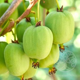 Актинидия Вейки мужская