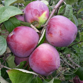 Яблоня Подарок Графскому