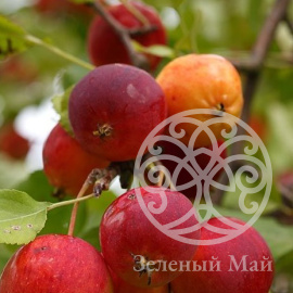 Яблоня Макрокарпа ягодная 