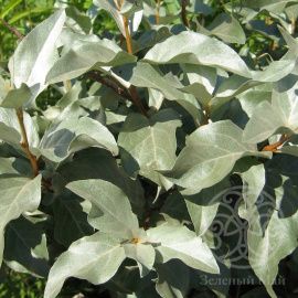 Лох серебристый