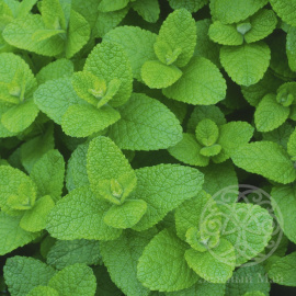 Мята ананасная Ananasminze