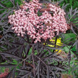 Бузина Блэк Лэйс черная