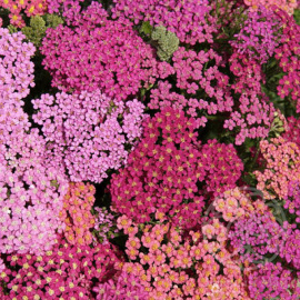 Тысячелистник Флауэрбёрст Ред Шейдс