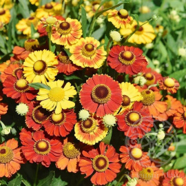 Гелениум в  ассортименте