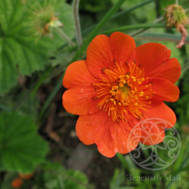 Гравилат Борисий ярко-красный