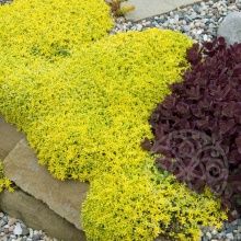 Очиток едкий