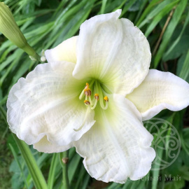 Лилейник Джентел Шеферд