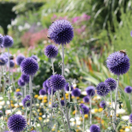 Мордовник Вейс Блю обыкновенный