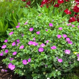 Герань в  ассортименте