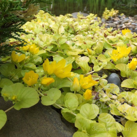 Вербейник Голдилокс монетчатый