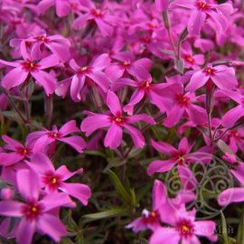 Флокс Атропурпурея шиловидный