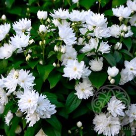 Чубушник Лемуана Жирандоль