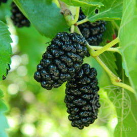 Шелковица чёрная