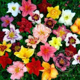 Лилейник в  ассортименте