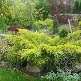 Можжевельник Пфитцериана Ауреа средний