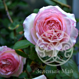 Роза Эден Роуз чайно-гибридная 