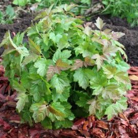 Калина Нанум обыкновенная