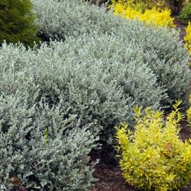 Ива Нитида (Аргентеа) ползучая