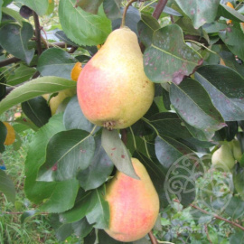 Груша Духмянная