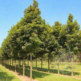 Клен Остролистный