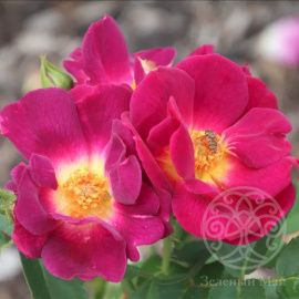 Роза Вег Дер Зинне почвопокровная