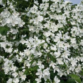 Чубушник венечный Балет Мотыльков