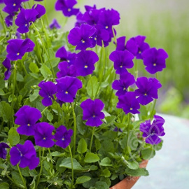 Фиалка рогатая Martin