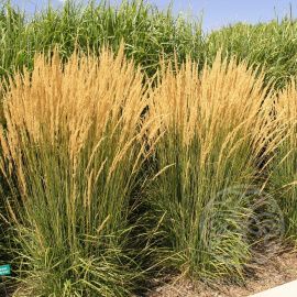 Вейник Карл Форстер остроцветковый