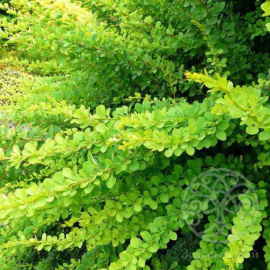 Барбарис Тунберга Грин Карпет