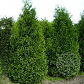 Туя Кинг оф Брабант западная