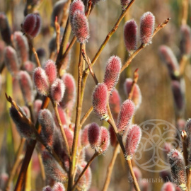 Ива Маунт Асо тонкостолбиковая