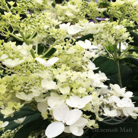 Гортензия Брасселс Лейс метельчатая