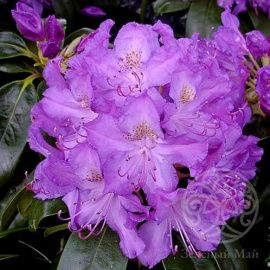 Рододендрон Грандифлорум катевбинский