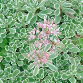 Очиток Вариегатум ложный