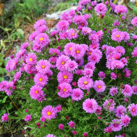 Астра Варгрейв Пинк альпийская