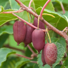 Актинидия Ананасная аргута