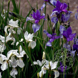 Ирис в  ассортименте