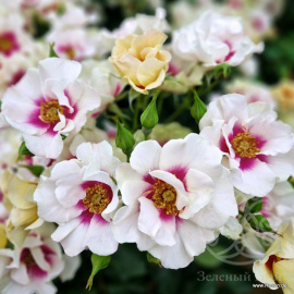 Роза Си Ю ин Пёрпл