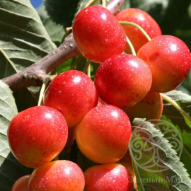 Черешня Гостинец желтая