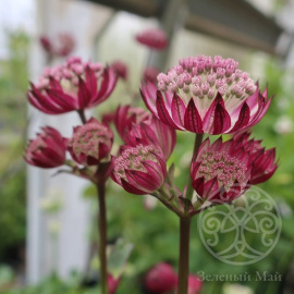 Астранция Стар оф Файр крупная