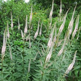 Вероникаструм виргинский Album