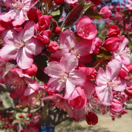 Яблоня Пионерка декоративная