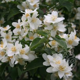 Чубушник Лемуана