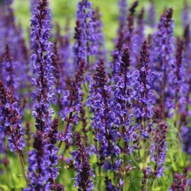 Шалфей Вест Фрисланд