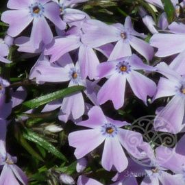 Флокс шиловидный G.F. Wilson